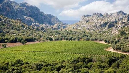 Traslados minibus en Mallorca